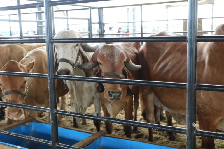 Expoagro 2024 conta com exposição, bem-estar e melhoramento genético de animais de rebanho com práticas sustentáveis