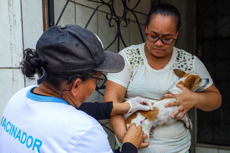 Prefeitura de Manaus prepara ‘Campanha de Vacinação Antirrábica Animal 2024’