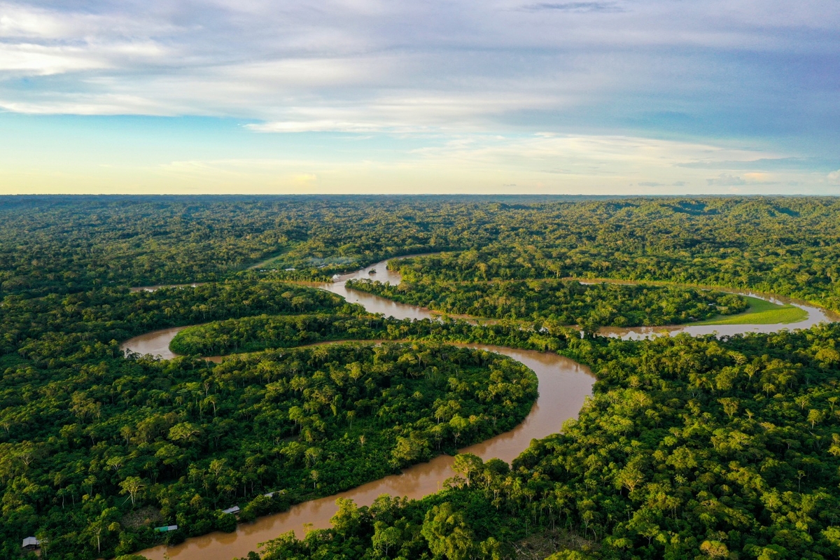 Cultivo da palma recupera áreas degradadas da Amazônia