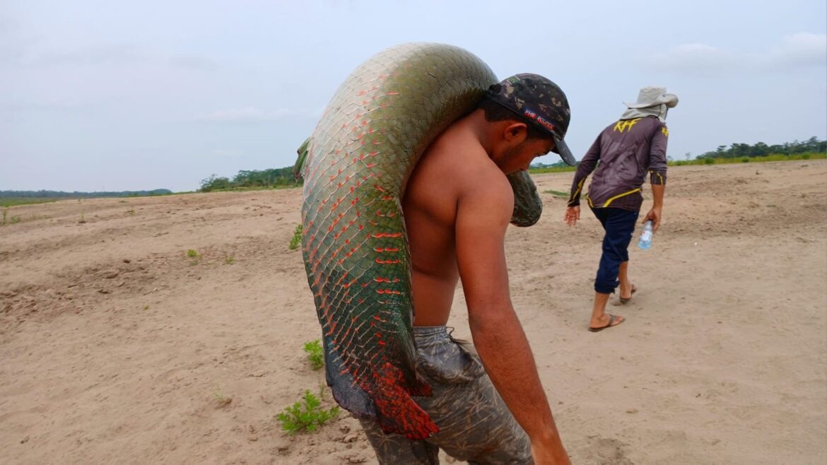 Sepror aponta oportunidade de negócios com pirarucu de manejo a pescadores de Iranduba