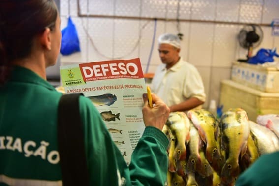 Começa no Amazonas o Período Defeso das Espécies Subaquáticas 