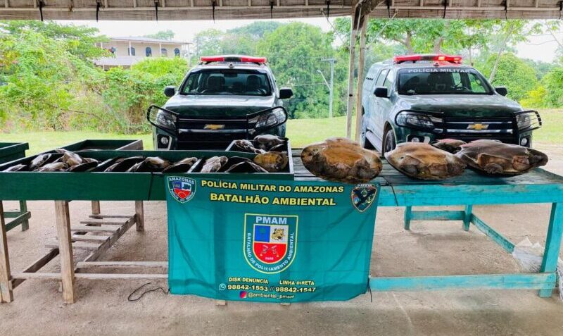 Após denúncia, polícia prende mulher e apreende mais de 30 quelônios em Iranduba