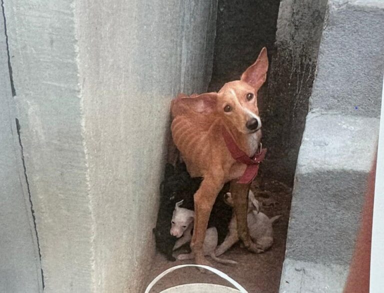 Homem é preso em flagrante por maus-tratos e abandono de uma cadela com nove filhotes em Manaus