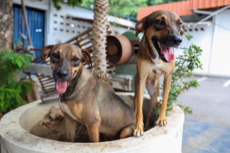 “Adote um bom velhinho” - campanha incentiva adoção de cachorros adultos