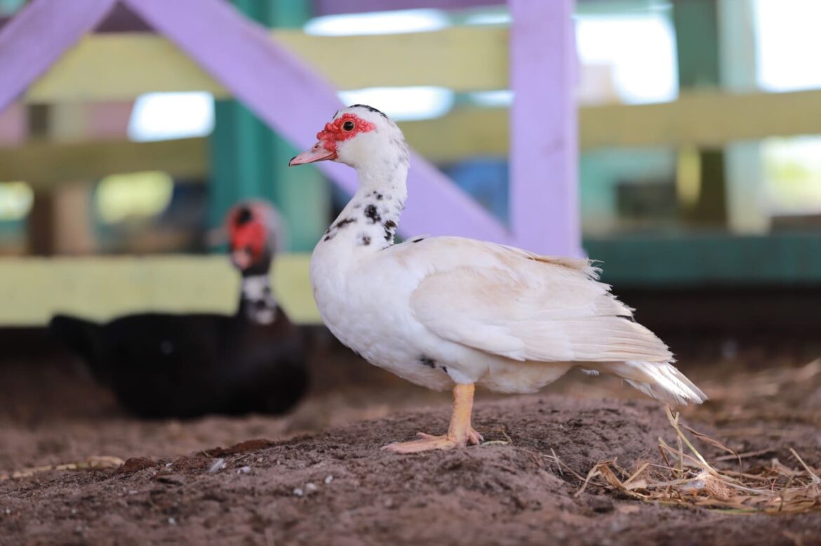 Produtores têm até 13 de dezembro para atualizar cadastro de animais existentes na propriedade, alerta Adaf