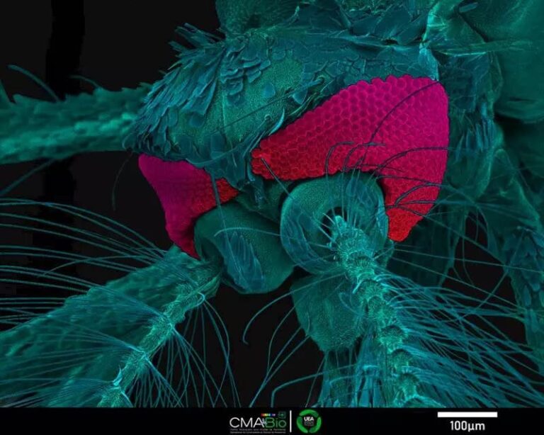 Pioneirismo em bioimagem: Laboratório da UEA ganha prêmio de melhor imagem microscópica em concurso internacional