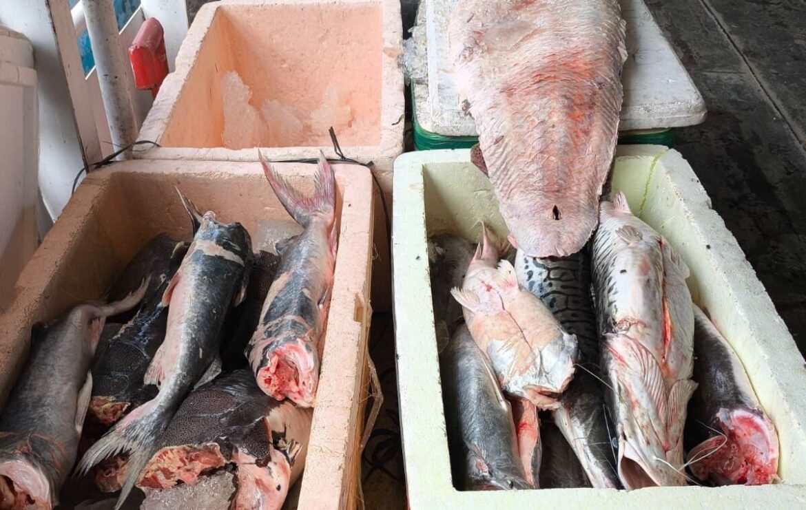 Homem é preso com aproximadamente 800 quilos de pescado ilegal, em Manaus