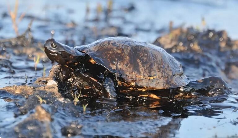 MP Amazonas move ação contra concessionária de energia por descarte de óleo em rio de Coari