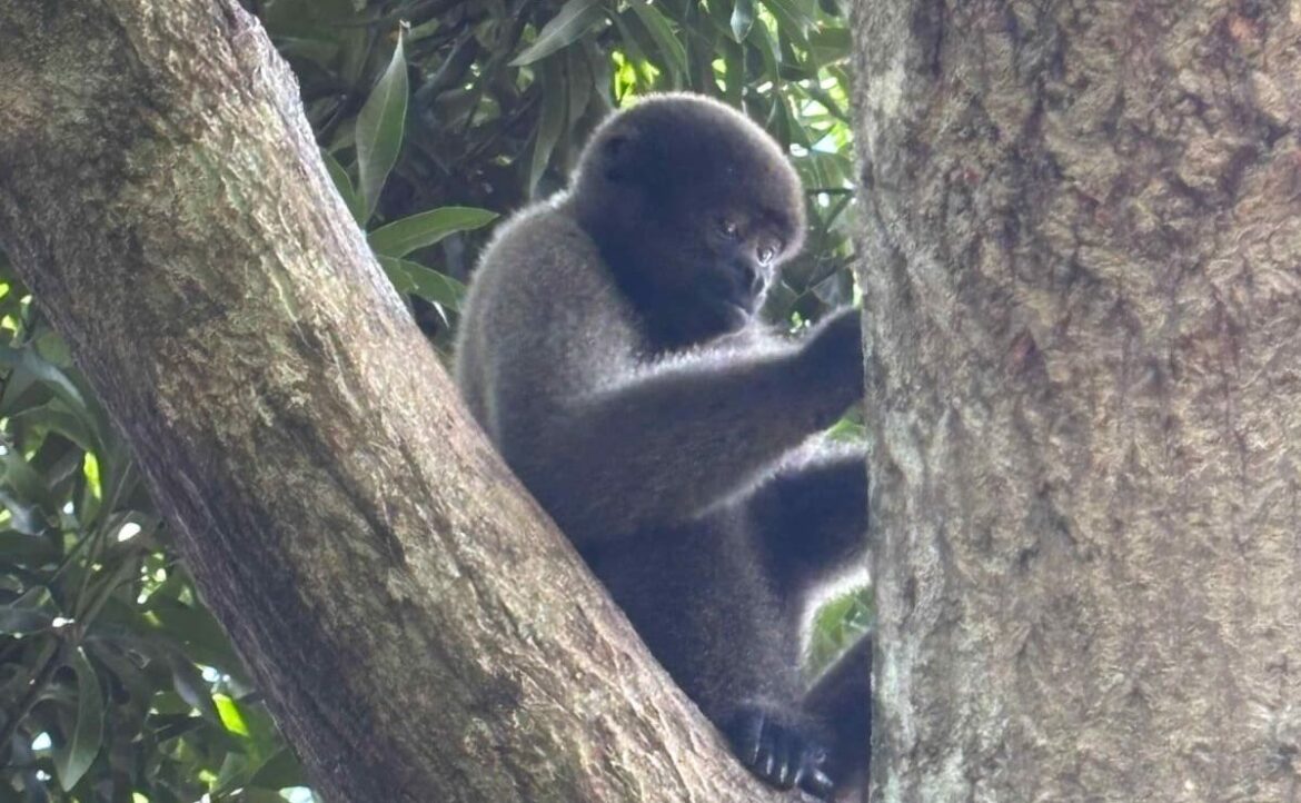 Polícia e Ibama resgatam macacos durante ação de combate a crimes ambientais, em Pauini