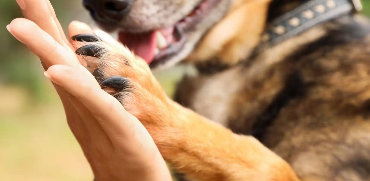 ONG Cão Sem Dono e Repelex se unem para incentivar a adoção