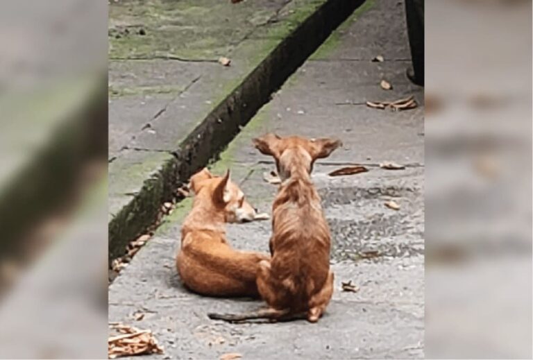 Homem é preso por maus-tratos contra cinco cachorros no bairro Cachoeirinha