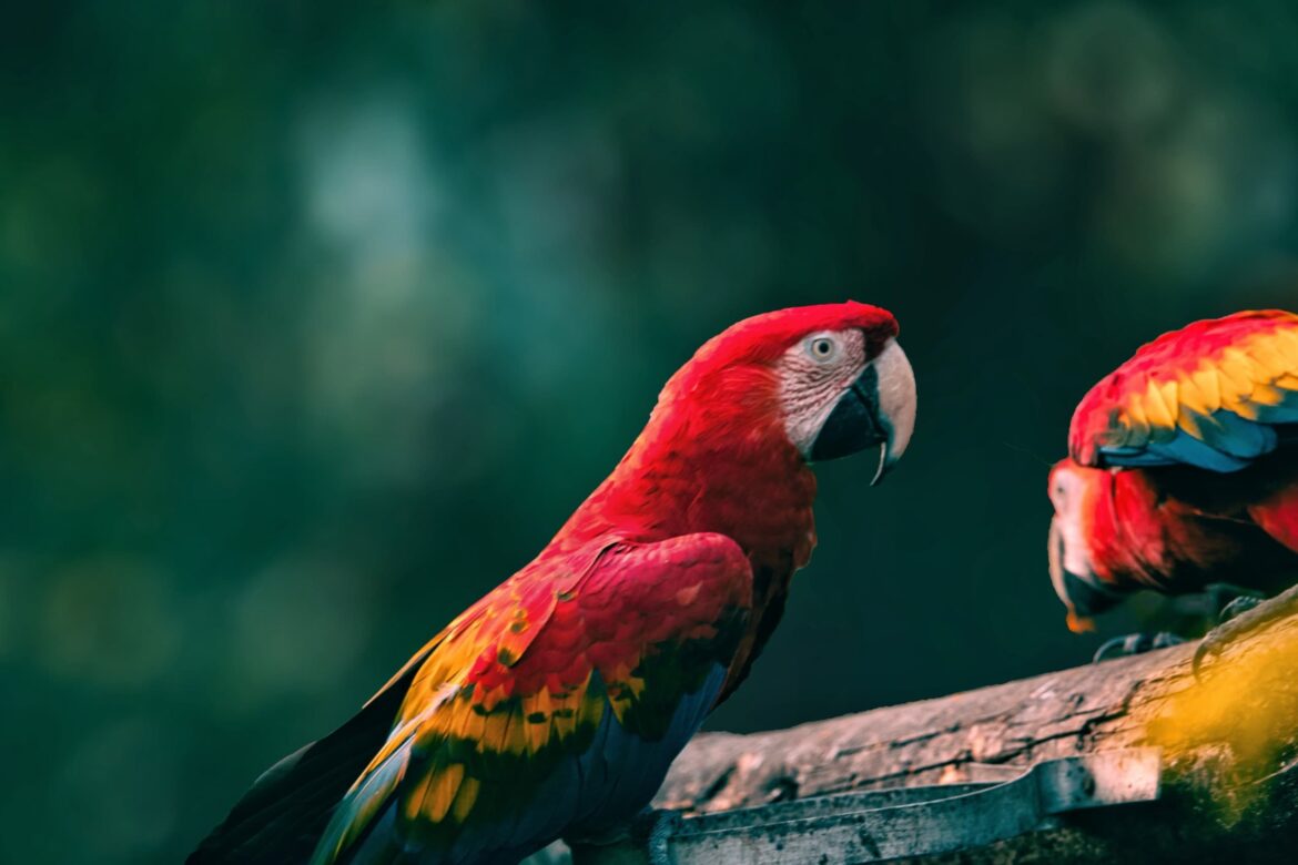 MP investiga hotel de selva por uso irregular de animal silvestre em turismo