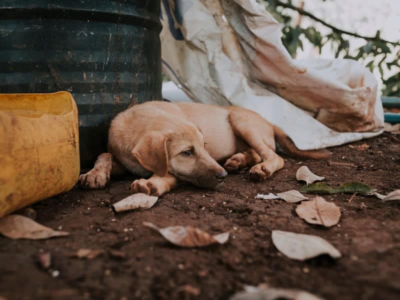 Ministério Público ajuíza ação contra o município de Itamarati para controle populacional de animais abandonados