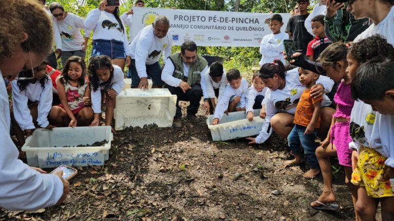 Mais de 4,9 mil quelônios são devolvidos à natureza na Reserva de Desenvolvimento Sustentável Igapó-Açu