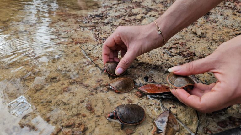 Projeto comunitário devolve 185 filhotes de quelônios à natureza no Parque Estadual Matupiri