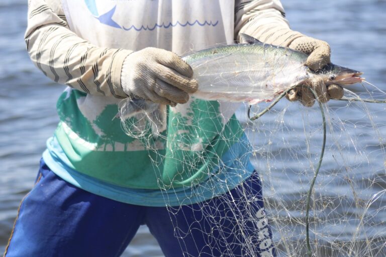 Sepror participa dos preparativos para início de novo período de pesca do Mapará no Amazonas