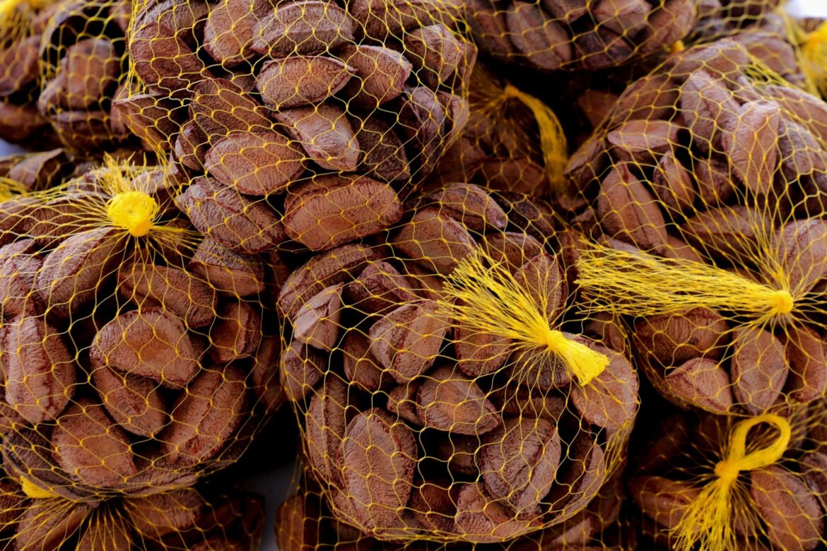 Com apoio do Governo do Amazonas, startup cria máquina de descontaminação da castanha-do-Brasil