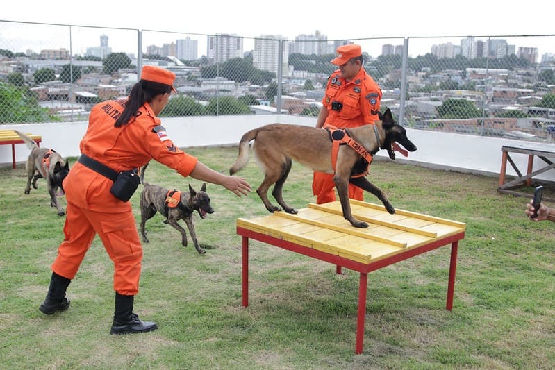 Cães heróis do Corpo de Bombeiros completam 2 anos de vida prestando serviço essencial no resgate de pessoas