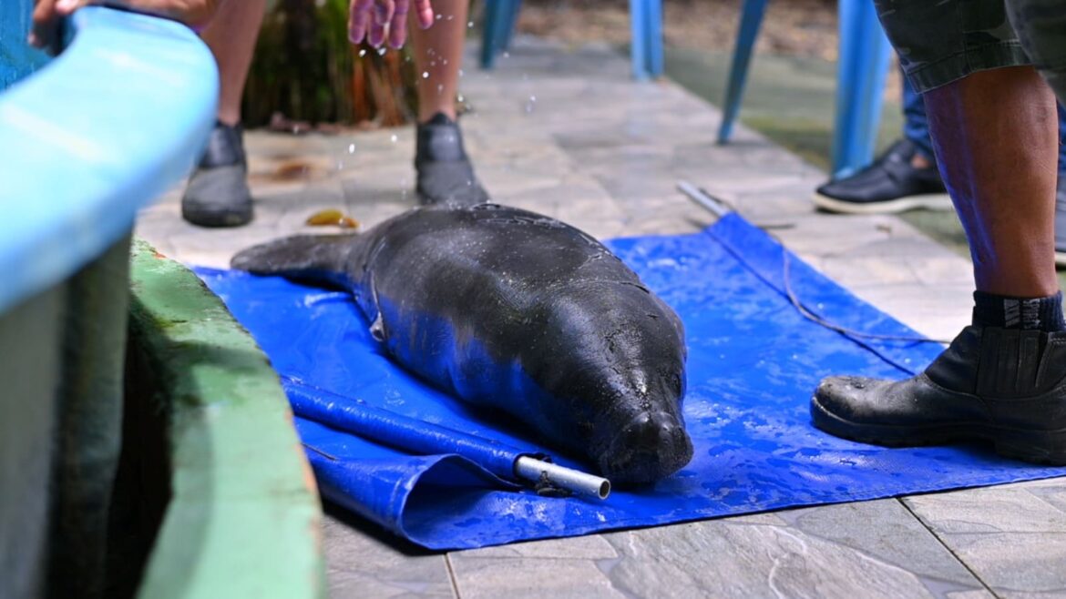 Filhote de peixe-boi é resgatado em Urucará e transportado para Manaus