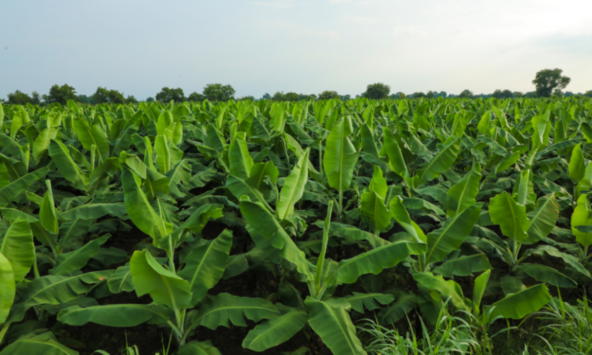 Gulf participa da FEIBANANA 2025 com foco em manejo fitossanitário