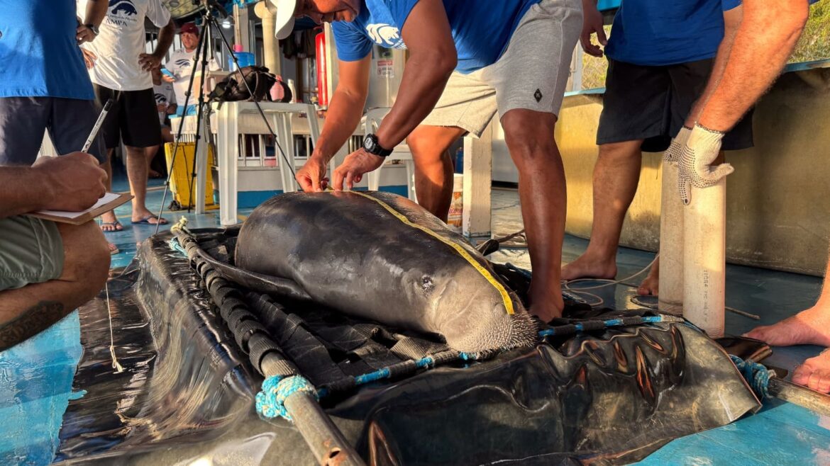 Cinco peixes-bois reabilitados pelo Projeto Peixe-boi do Inpa voltam para os rios da Amazônia