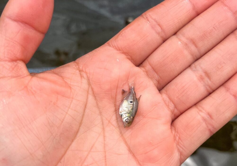 Com apoio do Governo do Amazonas, pesquisa aprimora tecnologia para a reprodução de peixes em Itacoatiara