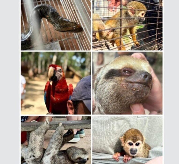 Polícia combate exploração ilegal e maus-tratos a animais da fauna silvestre