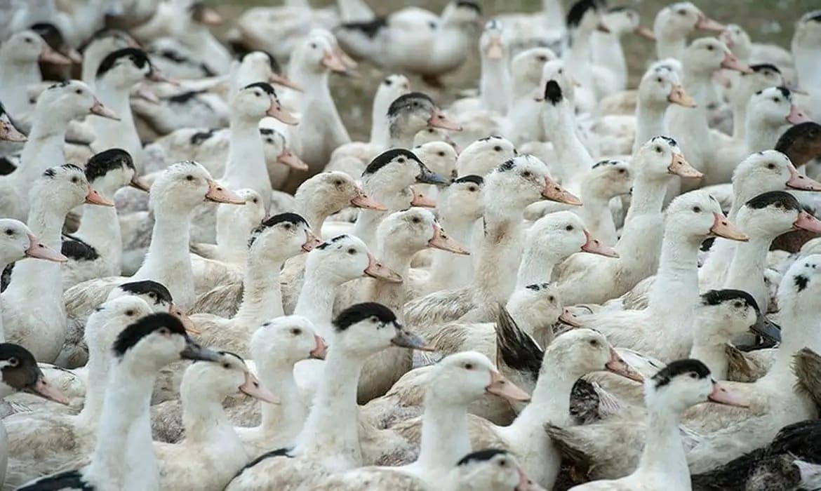 Gripe aviária é confirmada em aves que morreram em zoológico no Rio Grande do Sul