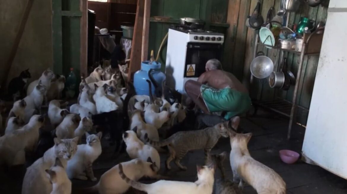 Mutirão castra 80 gatos acolhidos por casal de idosos no Careiro da Várzea