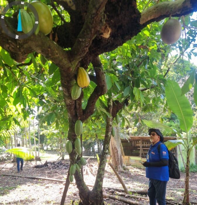 Em Boa Vista do Ramos, ação conjunta monitora lavouras de cacau e cupuaçu contra monilíase