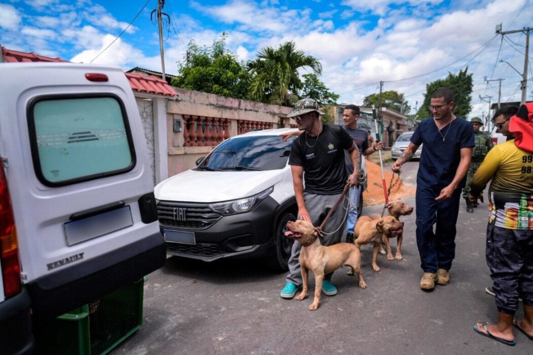 Forças policiais fecham canil clandestino e Sepet resgata cães Pit Monster em condições de maus-tratos