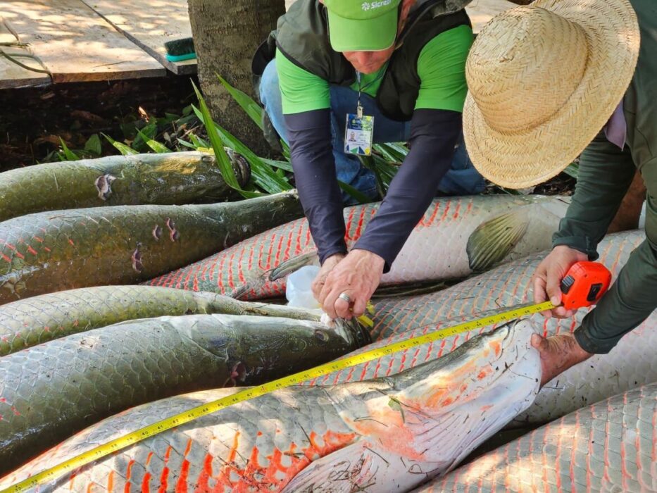 Ibama discute regulamentação do Programa Arapaima no Amazonas
