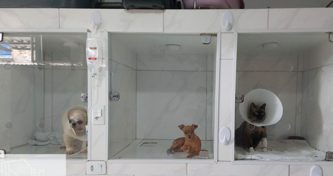 Ipaam orienta sobre o licenciamento obrigatório de clínicas veterinárias no Amazonas