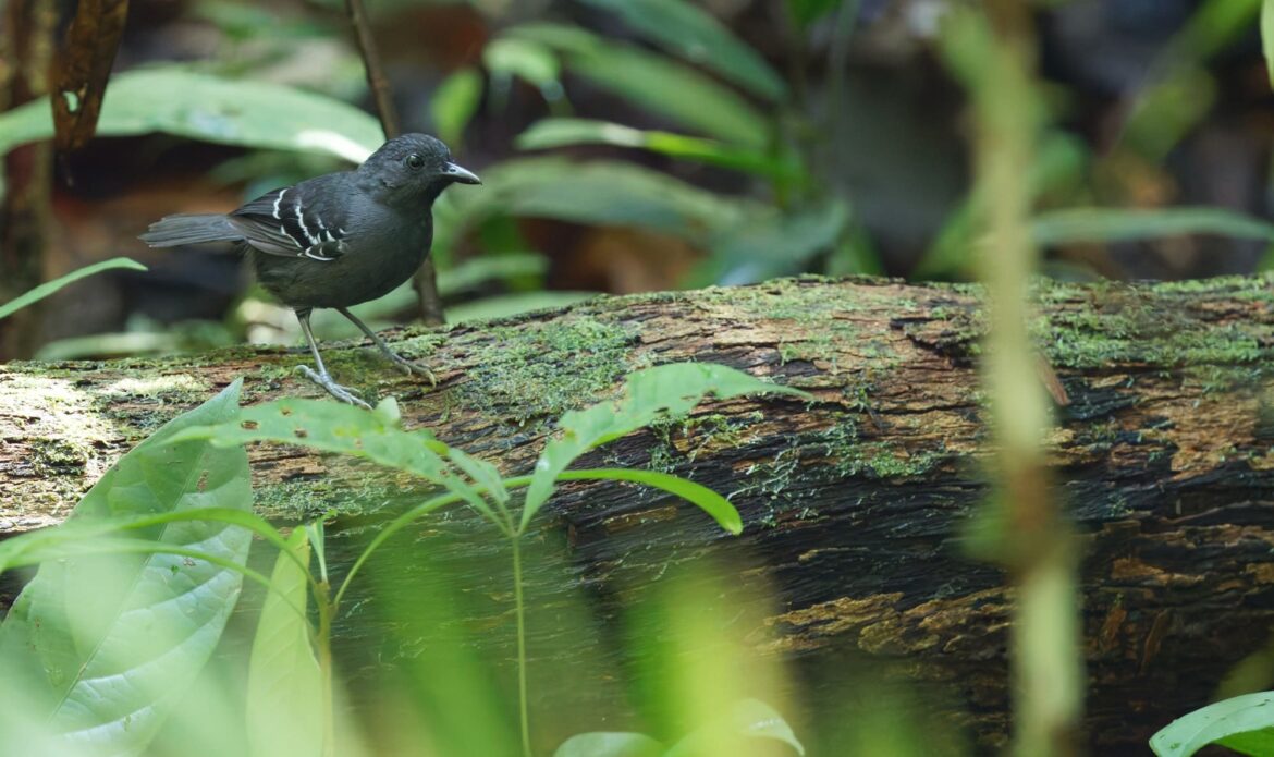Expedição científica reforça prioridades de conservação e reconhecimento de terra indígena no Alto Rio Içá