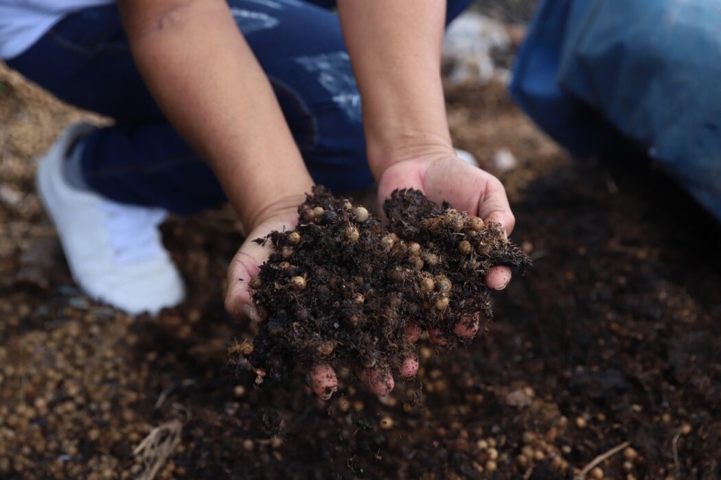 Dia Nacional da Educação Ambiental: Sepror destaca ações de práticas sustentáveis em escolas e comunidades rurais