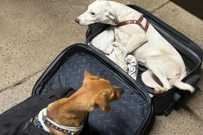 Casal é detido ao tentar levar cães escondidos em mala durante viagem interestadual