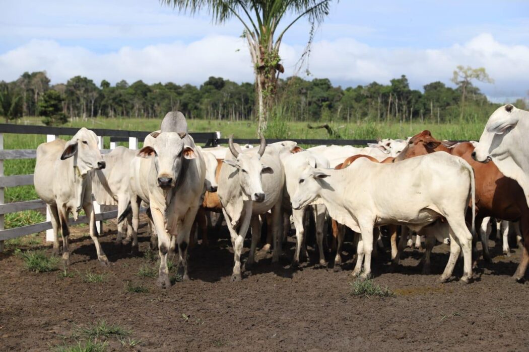 Amazonas conquista certificação internacional e entra na elite global da exportação de carne bovina