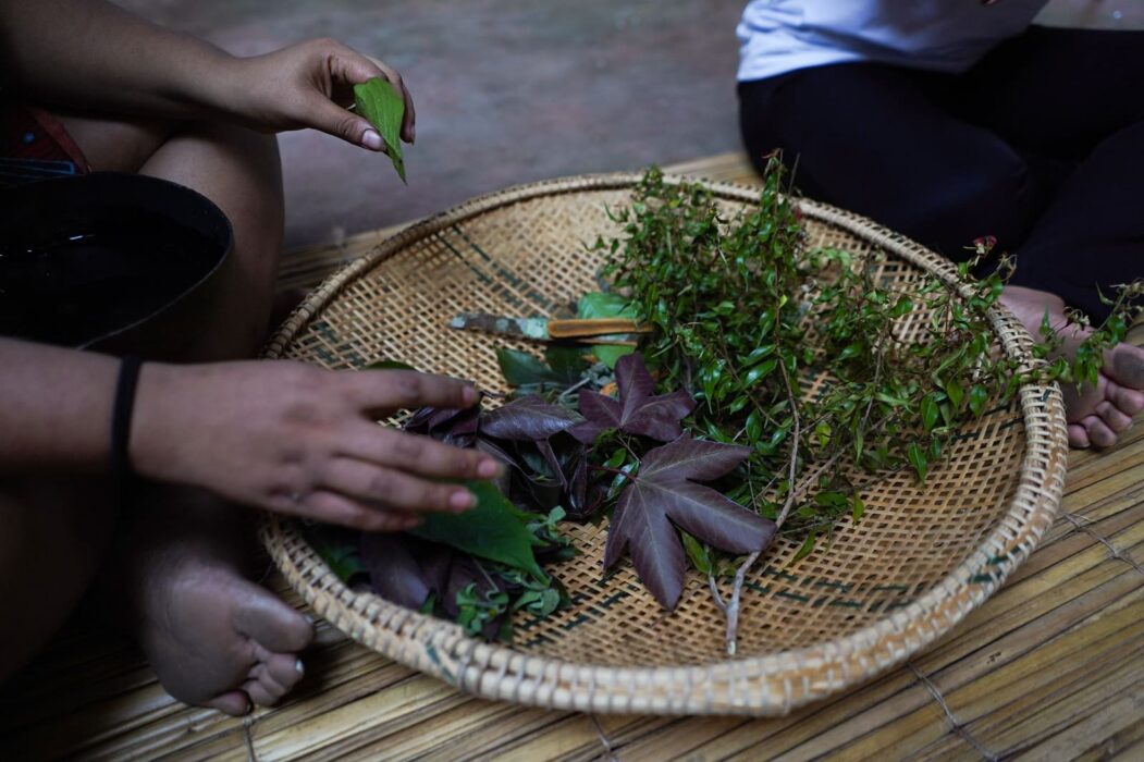 Indígena amazonense lança projeto sobre medicina ancestral