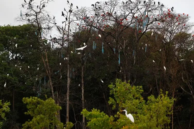 Parceria entre pesquisadores e comunidades protege mangues na Amazônia