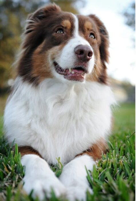 Viajar em segurança junto com pets é uma tendência