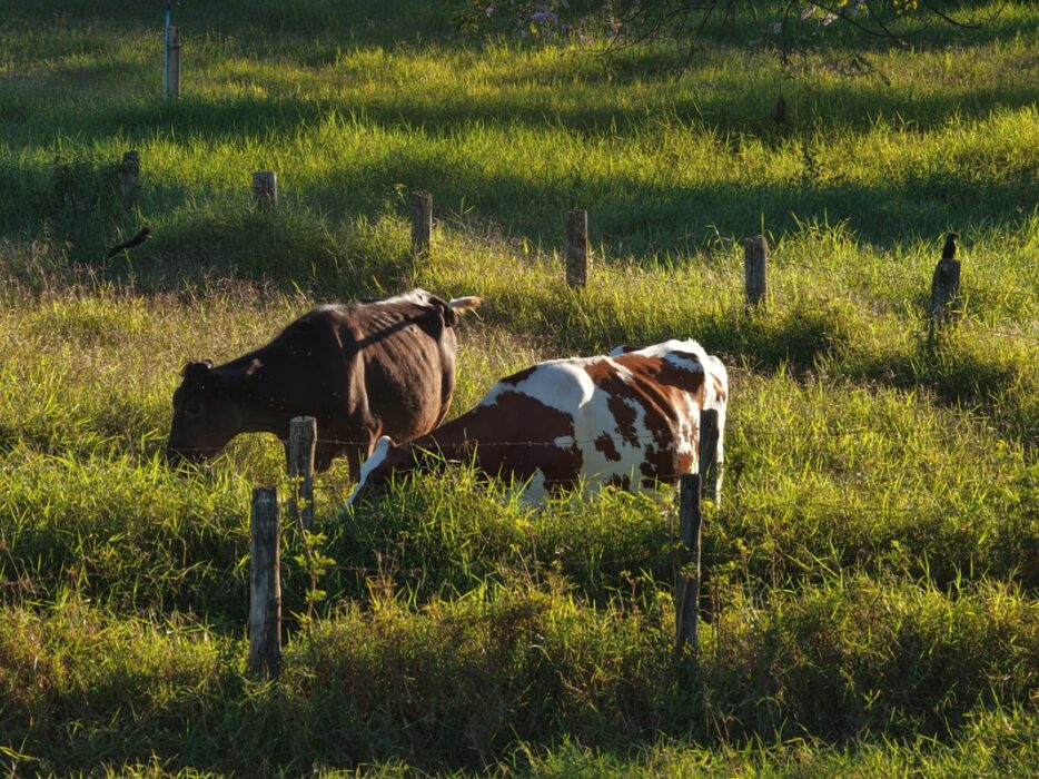 Fazenda no DF investe na produção de leite A2A2 orgânico