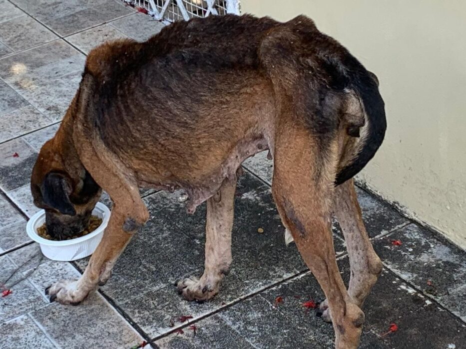 Após denúncia, homem é preso por maus-tratos contra cadela no bairro Dom Pedro