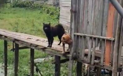 Cachorros em situação de maus-tratos são resgatados, em Eirunepé