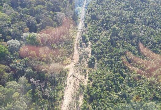 Ibama intensifica fiscalização na BR-319 e combate desmatamento e abertura de ramais no Amazonas