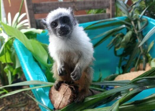 Ibama alerta para a preservação do Sauim-de-coleira