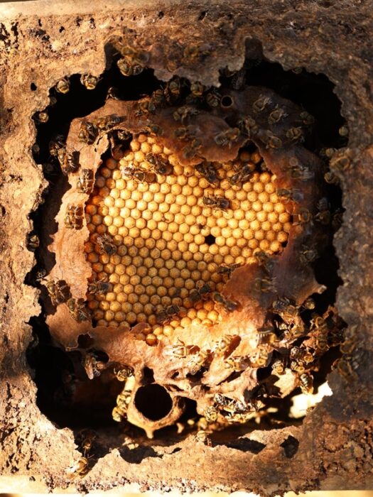 Festa do Mel: tradição Guajajara é retomada