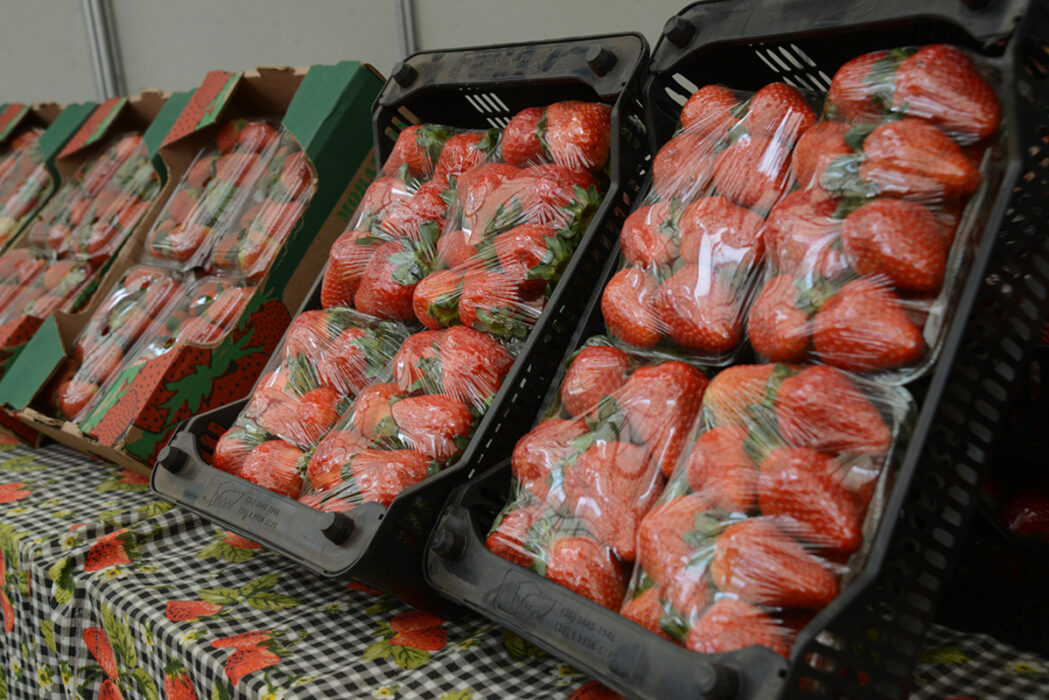 Festa de Flores e Morangos de Atibaia celebra sua 43ª edição