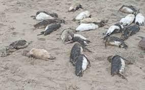 Mais de 700 pinguins são encontrados mortos no litoral de São Paulo