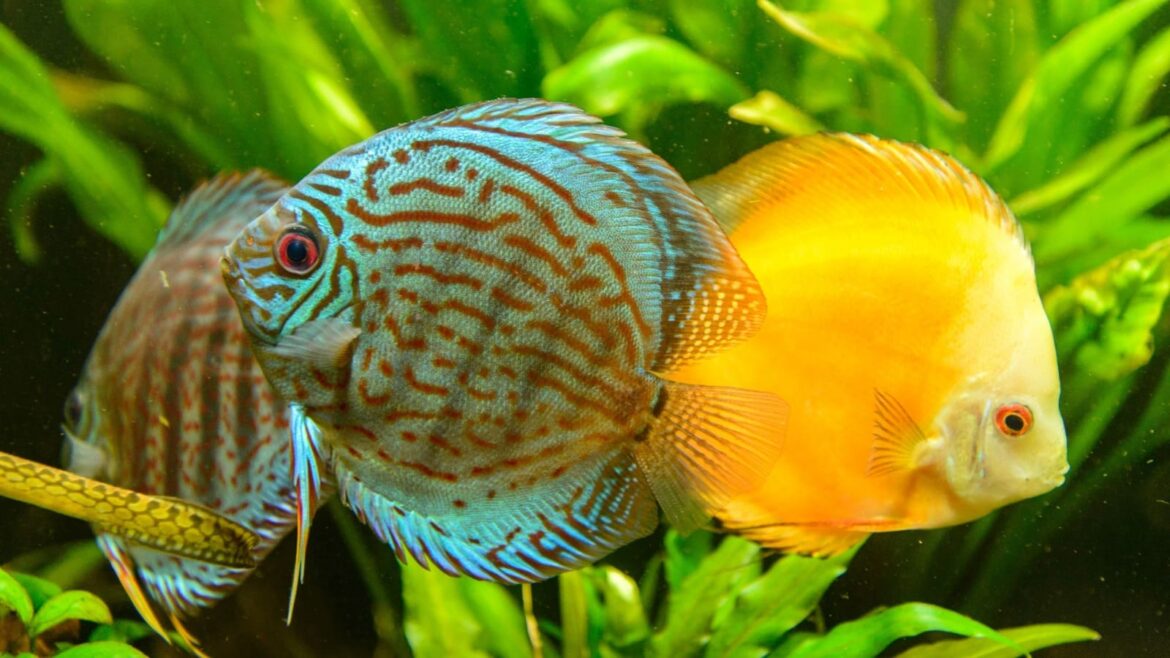 Exportação de peixes ornamentais depende de licenciamento ambiental alerta Ipaam