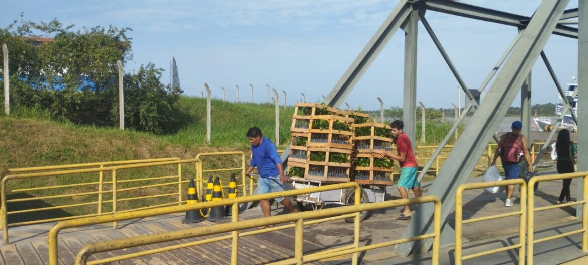 Idam inicia cadastramento de agricultores familiares para recebimento de mudas de castanha-da-Amazônia